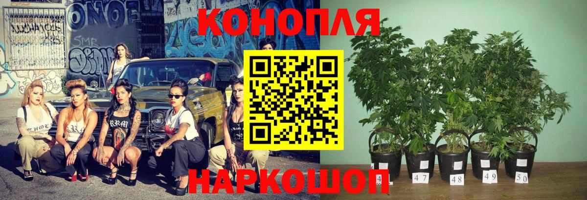 Конопля Ganja Димитровград